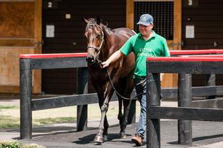 Highlight Lot 726 (Per Incanto x Makkura) from Little Avondale Stud.